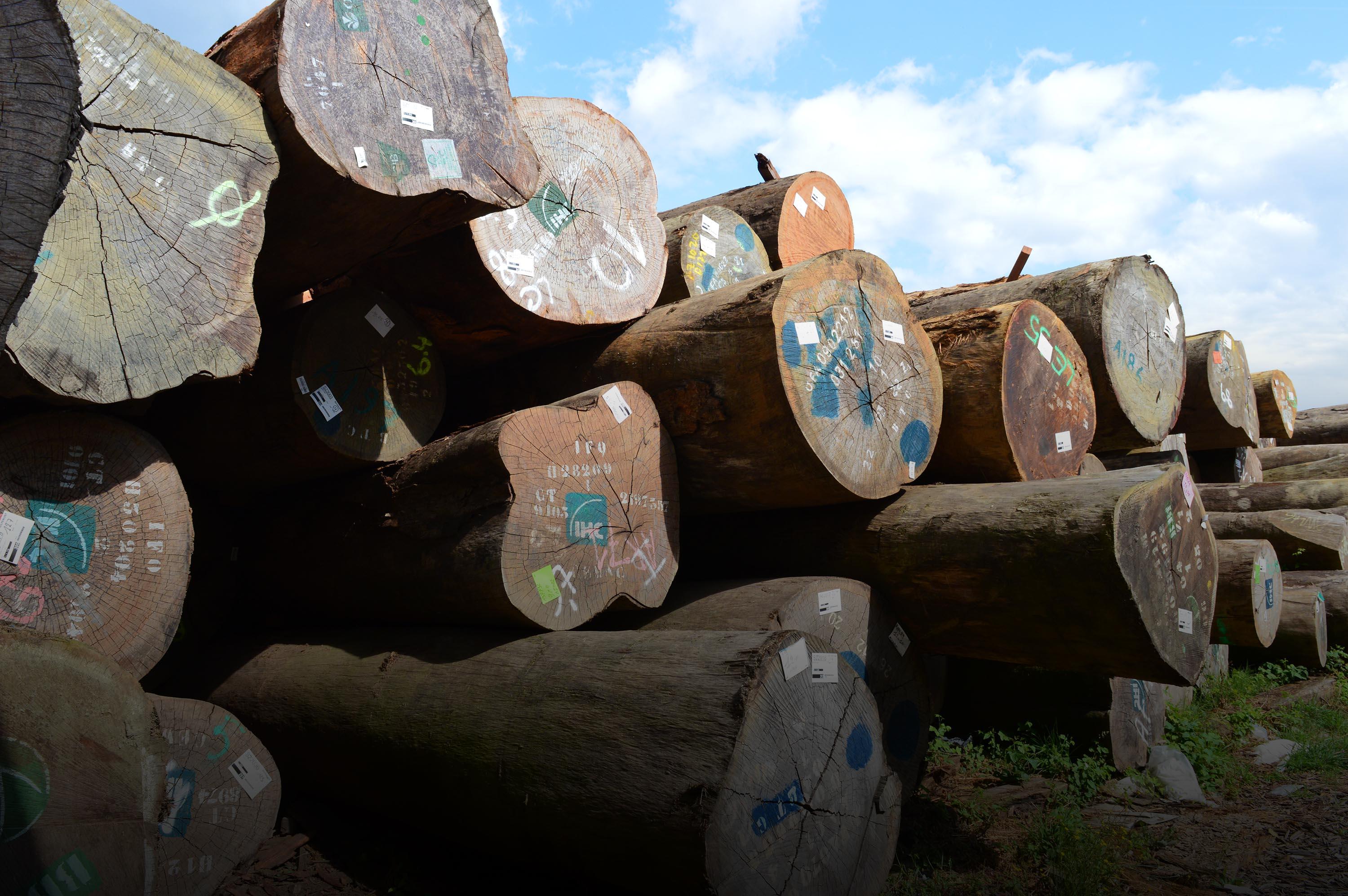 liggen stammen van tropisch hout
