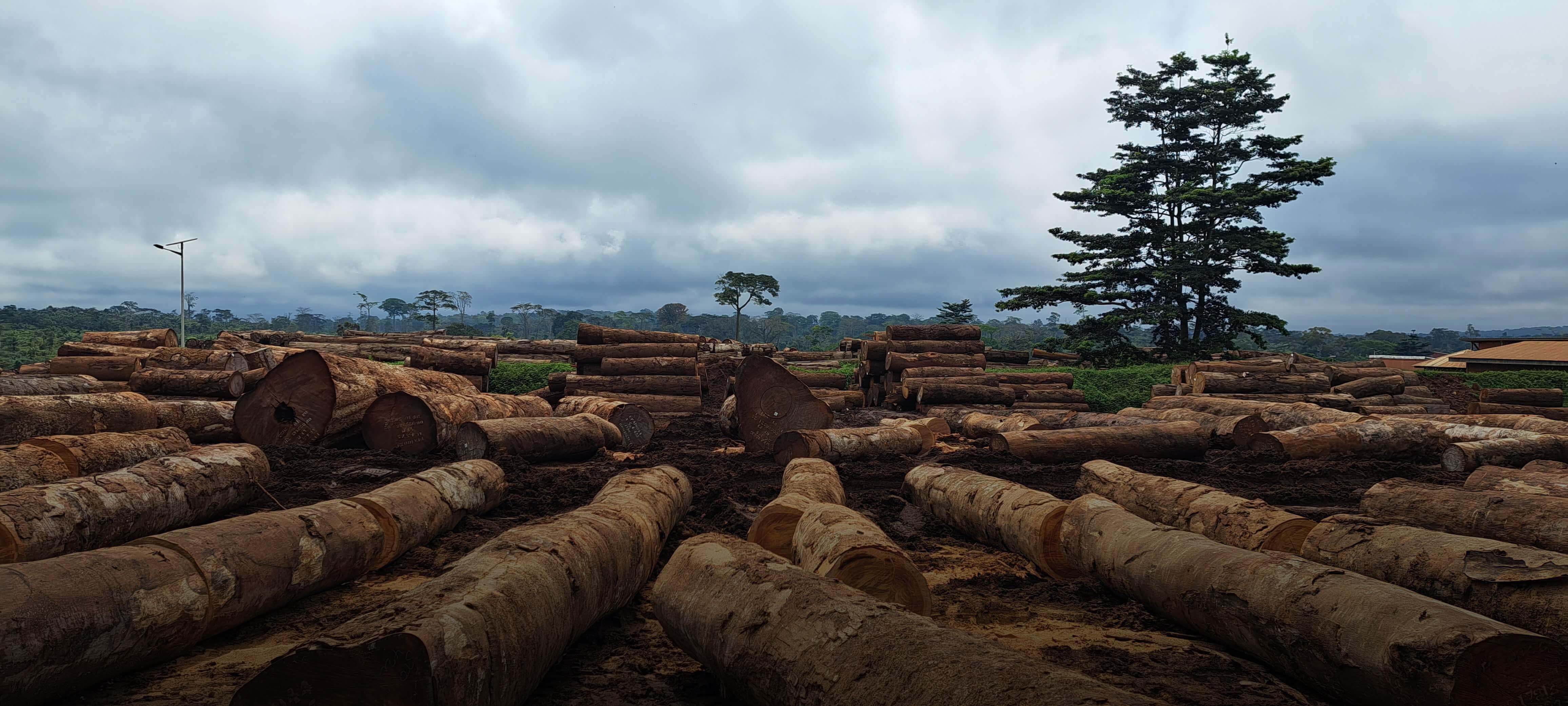 liggende stammen van tropisch hout in Afrika