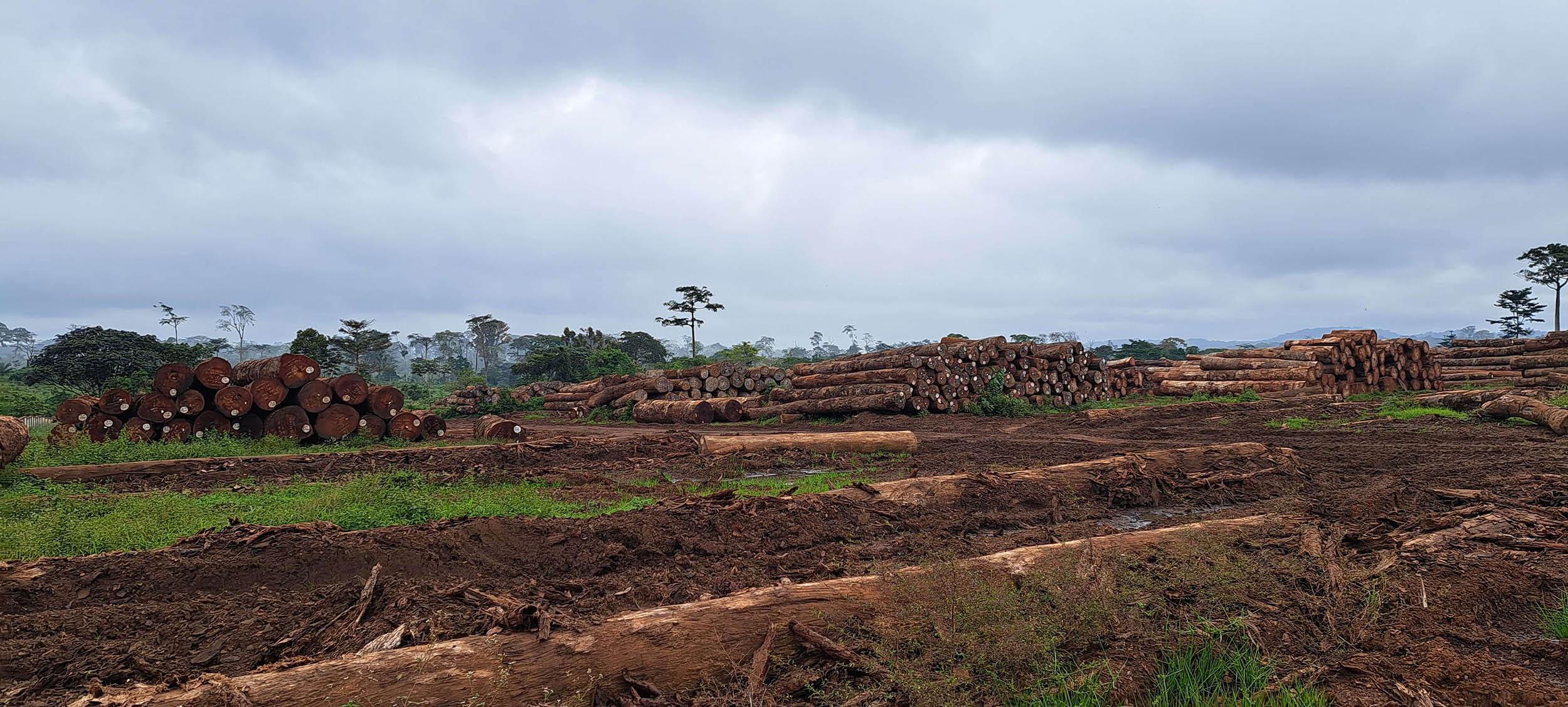 liggende stammen van tropisch hout in Afrika